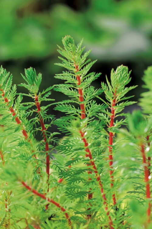 Myriophyllum brasiliensis